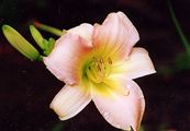 Photo of Daylily 'Catherine Woodbury' (ML) orchid JA 30"
