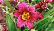 Photo of Daylily 'Little Zinger' (EM)  red  jJ 15"