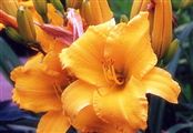 Photo of Daylily 'Easter Sunday' (EM) gold JA 25"