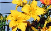 Photo of Daylily 'Mary Todd' (E) brt yel jJ 26" 