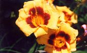 Photo of Daylily 'Black Eyed Stella' (E/R) gold  jJAS  18"