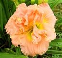 Photo of Daylily 'Siloam Double Classic' (EM) pink  JA 18"