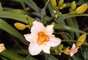 Photo of Daylily 'Little Women' (EM) peach  JA 12"