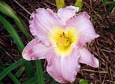 Photo of Daylily 'Benchmark' (M/R) lav/pk/yel J 30"