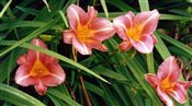 Photo of Daylily 'Little Wine Cup' (E/R) pk wine J 20"