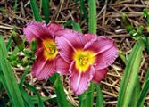 Photo of Daylily 'Little Grapette' (E) pur j 12"