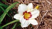 Photo of Daylily 'Pandora's Box' (EM/R) crm/pur j 19"