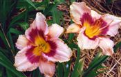 Photo of Daylily 'Emperor's Dragon' slvr mauve/plum J 26"