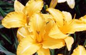 Photo of Daylily By Myself yel/lt.gold jJ 32"