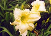 Photo of Daylily 'Gentle Shepherd' (EM) wht JA  30" 