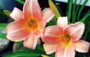 Photo of Daylily 'Kitten's Paw' (EM) peach  JA   24"