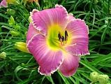 Photo of Daylily 'Life's Simple Pleasures' (M/R) Lav.jJ 34"