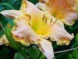 Photo of Daylily 'Misty Light' (M/R) lt. peach jJ 28"