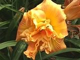 Photo of Daylily 'Carolina Copper' (M/R) coral/tan jJ 22"