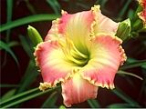 Photo of Daylily 'Chatham Choice' (M/R) orchid jJ 24"