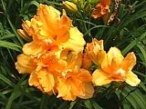 Photo of Daylily 'Joyce Lee Brown' (M/R) amber jJ 24"