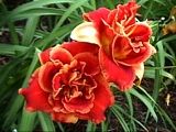 Photo of Daylily 'Fun Time Frolic' (M/R) red jJ 30"