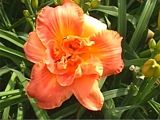 Photo of Daylily 'Gee Chee Belle' (M/R) persimmon jJ 22"