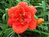 Photo of Daylily 'Hot Deal' (EM/R) rust/red MjJ 32"