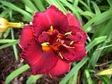 Photo of Daylily 'Storm Chaser' (M/R) Dk. red jJ 30"