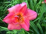 Photo of Daylily 'Wonder Wish' (EM/R) Coral MjJ 30"