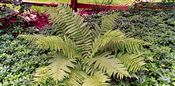 Photo of Fern-Ostrich green  36"