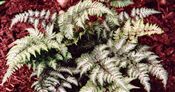Photo of Fern, Japanese Painted  grn/silver12-18"