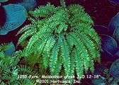 Photo of Fern, Maidenhair  green J-O 18-24"