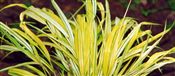 Photo of Grass, Hakonechloa 'Golden Variegated' gold a-O 14"