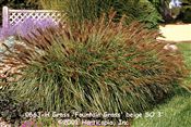 Photo of Grass 'Fountain Grass' beige feathers SO 3'