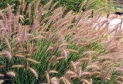 Photo of Grass 'Dwarf Fountain Grass'  beige SO 2'