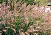 Photo of Grass 'Dwarf Fountain Grass' beige SO 2'