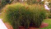 Photo of Grass 'Slender Maiden Grass' beige SO 5-6'