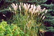 Photo of Grass,Silver Feather  white  ASO 5-8'
