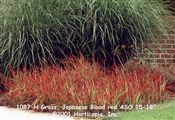 Photo of Grass, Japanese Blood  red ASO 15-18"