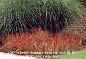 Photo of Grass, Japanese Blood red ASO 15-18"