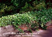 Photo of English Ivy evergreen 4"