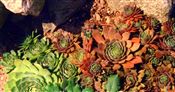 Photo of Hens & Chicks, red  JA   2-3"