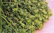 Photo of Sweet Woodruff white Mj 6"