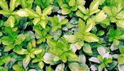 Photo of Pachysandra white aM 8-12"**