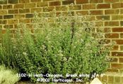 Photo of Herb-Oregano, Greek dull white jJA 8"