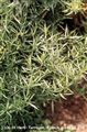 Photo of Herb-Tarragon, French green jJ 2-3'