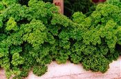 Photo of Herb-Parsley, Curled green aMj annual 7" 