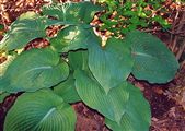 Photo of Hosta 'Zounds' lav JA 24" 