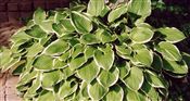 Photo of Hosta 'Albo-Marginata' lavender AS 24-30"