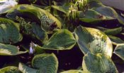 Photo of Hosta 'Aureo-Marginata' lavender AS 36" 