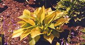 Photo of Hosta 'Honeybells' lgt. mauve  AS  30"