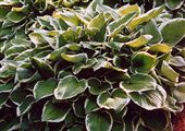 Photo of Hosta 'Francee' lav. jJ 24"