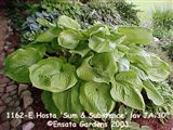 Photo of Hosta 'Sum & Substance' lav. JA 30"