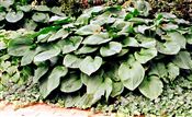 Photo of Hosta 'Elegans' white JA 36"